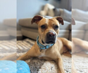 Mutt Dogs for adoption in Mooresville, NC, USA