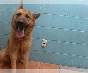 German Shepherd Dog Dogs for adoption in Downey, CA, USA