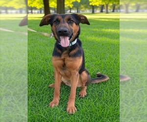 Doberman Pinscher-German Shepherd Dog Mix Dogs for adoption in Las Vegas, NV, USA