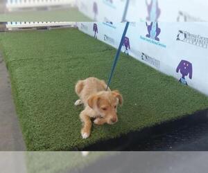 Boston Huahua Dogs for adoption in Orlando, FL, USA