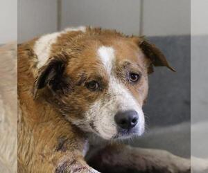 American Staffordshire Terrier-Unknown Mix Dogs for adoption in San Antonio, TX, USA