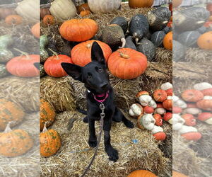 German Shepherd Dog Dogs for adoption in West Sacramento, CA, USA