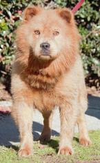 Chow Chow Dogs for adoption in Columbus, GA, USA