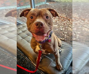 American Bulldog Dogs for adoption in Boston, MA, USA