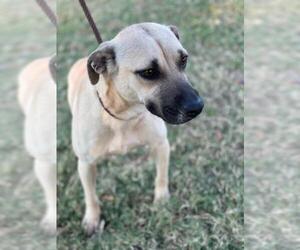 Black Mouth Cur-Unknown Mix Dogs for adoption in Texas City, TX, USA