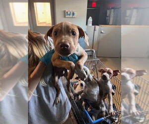 American Staffordshire Terrier-Unknown Mix Dogs for adoption in Tallahassee, FL, USA