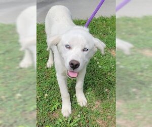 Huskies -Labrador Retriever Mix Dogs for adoption in North Myrtle Beach, SC, USA