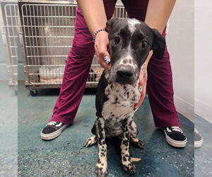 Dalmatian-Unknown Mix Dogs for adoption in Chico, CA, USA