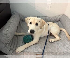 Labrador Retriever Dogs for adoption in McKinney, TX, USA