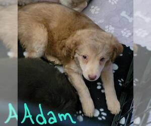 Dachshund-Spaniel Mix Dogs for adoption in Tucson, AZ, USA