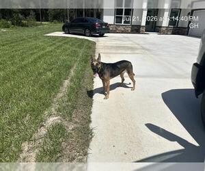 German Shepherd Dog Dogs for adoption in Ocala, FL, USA