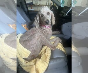 Poodle (Standard) Dogs for adoption in New Orleans, LA, USA