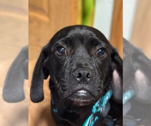 Puggle Dogs for adoption in New London, WI, USA