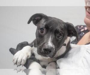 Boxer-Unknown Mix Dogs for adoption in Mountain Home, AR, USA
