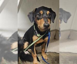 Mutt Dogs for adoption in Bakersfield, CA, USA