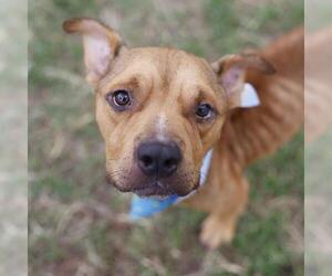 American Staffordshire Terrier-Unknown Mix Dogs for adoption in San Antonio, TX, USA