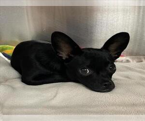 Chihuahua-Unknown Mix Dogs for adoption in Rancho Cucamonga, CA, USA