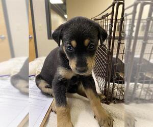 Shepweiller Dogs for adoption in Modesto, CA, USA