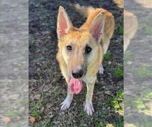 German Shepherd Dog Dogs for adoption in Conroe, TX, USA