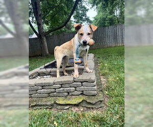 Mutt Dogs for adoption in Garden City, NY, USA
