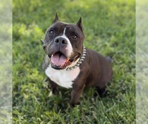 American Pit Bull Terrier Dogs for adoption in Modesto, CA, USA