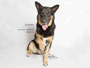 German Shepherd Dog Dogs for adoption in Corona, CA, USA