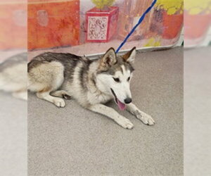 Siberian Husky Dogs for adoption in San Bernardino, CA, USA