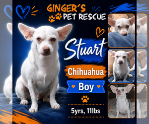 Chihuahua Dogs for adoption in Seattle, WA, USA
