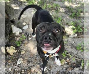 American Staffordshire Terrier Dogs for adoption in Fort Lauderdale, FL, USA