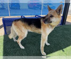 German Shepherd Dog Dogs for adoption in HESPERIA, CA, USA