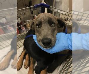 Labrador Retriever-Unknown Mix Dogs for adoption in Conroe, TX, USA