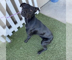 American Pit Bull Terrier-Labrador Retriever Mix Dogs for adoption in Modesto, CA, USA