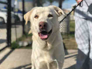 Small Labrador Retriever Mix