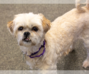 Shih Tzu Dogs for adoption in Brewster, MA, USA