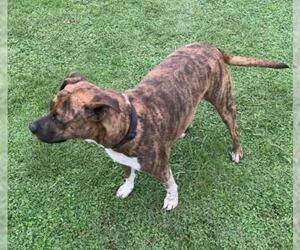 Plott Hound Dogs for adoption in Lakewood, CO, USA