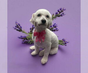Poodle (Miniature)-Unknown Mix Dogs for adoption in Phoenix, AZ, USA