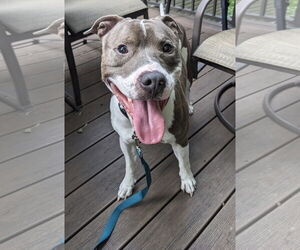 American Pit Bull Terrier-American Staffordshire Terrier Mix Dogs for adoption in Princeton, MN, USA