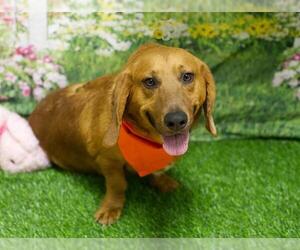 Basset Hound-Unknown Mix Dogs for adoption in Placerville, CA, USA
