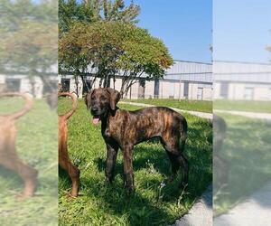 Plott Hound Dogs for adoption in Toronto, Ontario, Canada