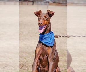 Doberman Pinscher Dogs for adoption in Arlington, TX, USA