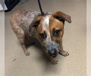 Mutt Dogs for adoption in Plano, TX, USA