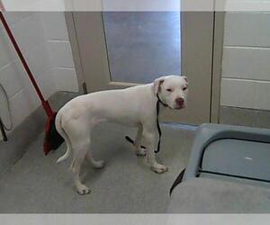 American Pit Bull Terrier Dogs for adoption in Fort Collins, CO, USA