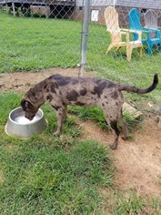 Catahoula Leopard Dog Dogs for adoption in Scottsboro, AL, USA