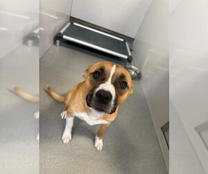 Boxer-Unknown Mix Dogs for adoption in Fayetteville, NC, USA