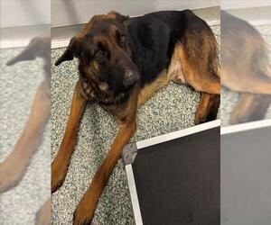 German Shepherd Dog Dogs for adoption in Salisbury, NC, USA