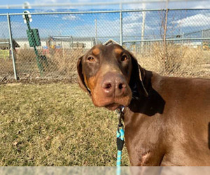 Doberman Pinscher Dogs for adoption in Decatur, IL, USA