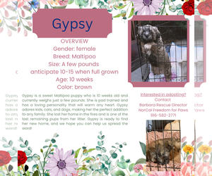 Maltipoo Dogs for adoption in Rancho Cordova, CA, USA