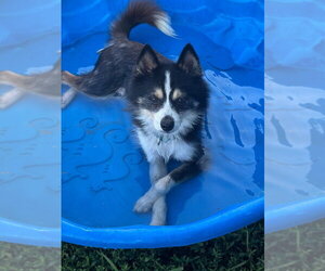 Pomsky Dogs for adoption in South Bend, IN, USA