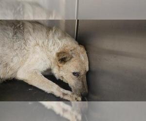 German Shepherd Dog-Unknown Mix Dogs for adoption in Riverside, CA, USA