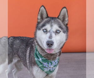 - Mix Dogs for adoption in Pasadena, CA, USA